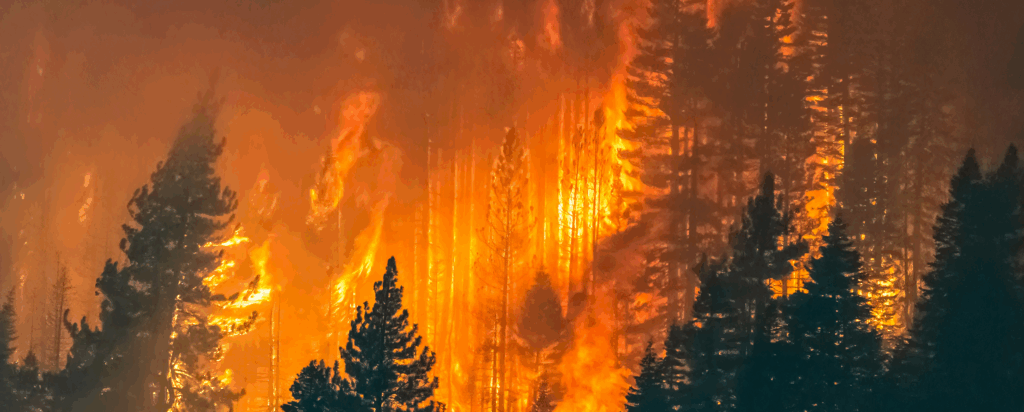 Lassen County Forest Fire 1