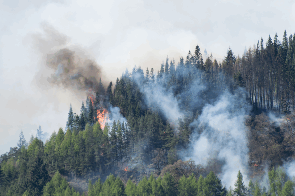 Sheep Fire CA 3