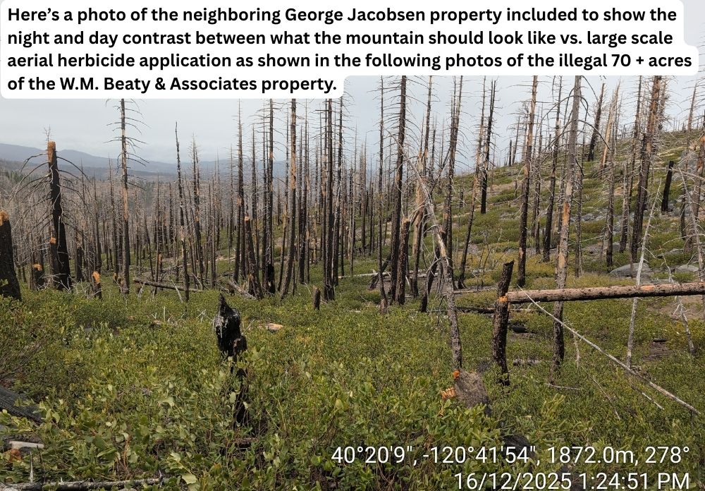 Illegal 70 + Acre Herbicide Application Photos and Evidence for the Lahontan Water Board 4 Control photo