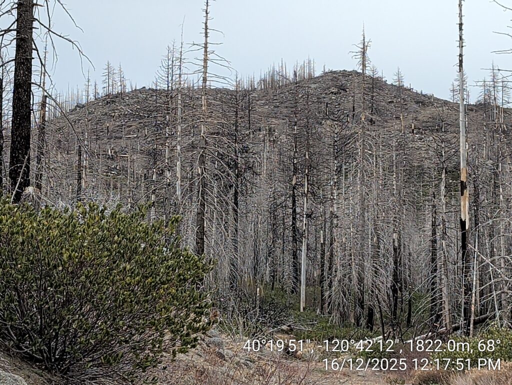 Illegal 70 + Acre Herbicide Application Photos and Evidence for the Lahontan Water Board 14 IMG 20251216 121751