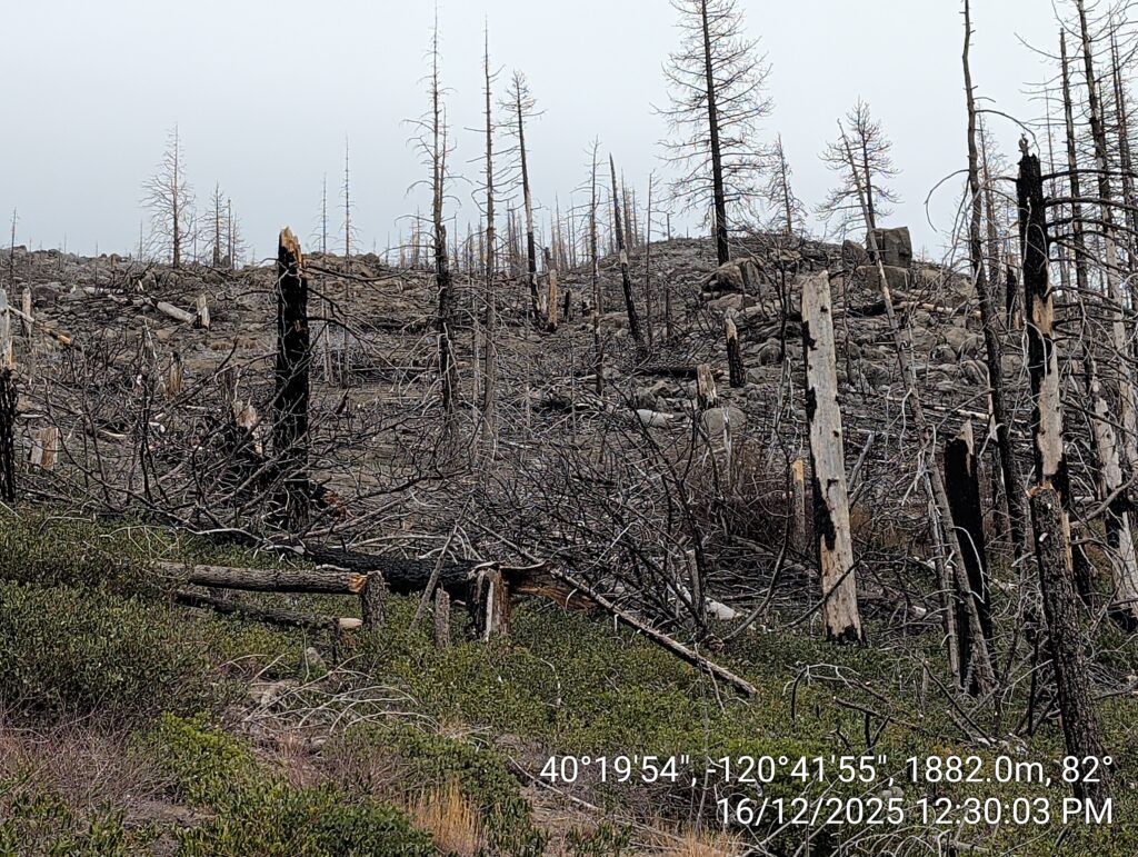 Illegal 70 + Acre Herbicide Application Photos and Evidence for the Lahontan Water Board 17 IMG 20251216 123003