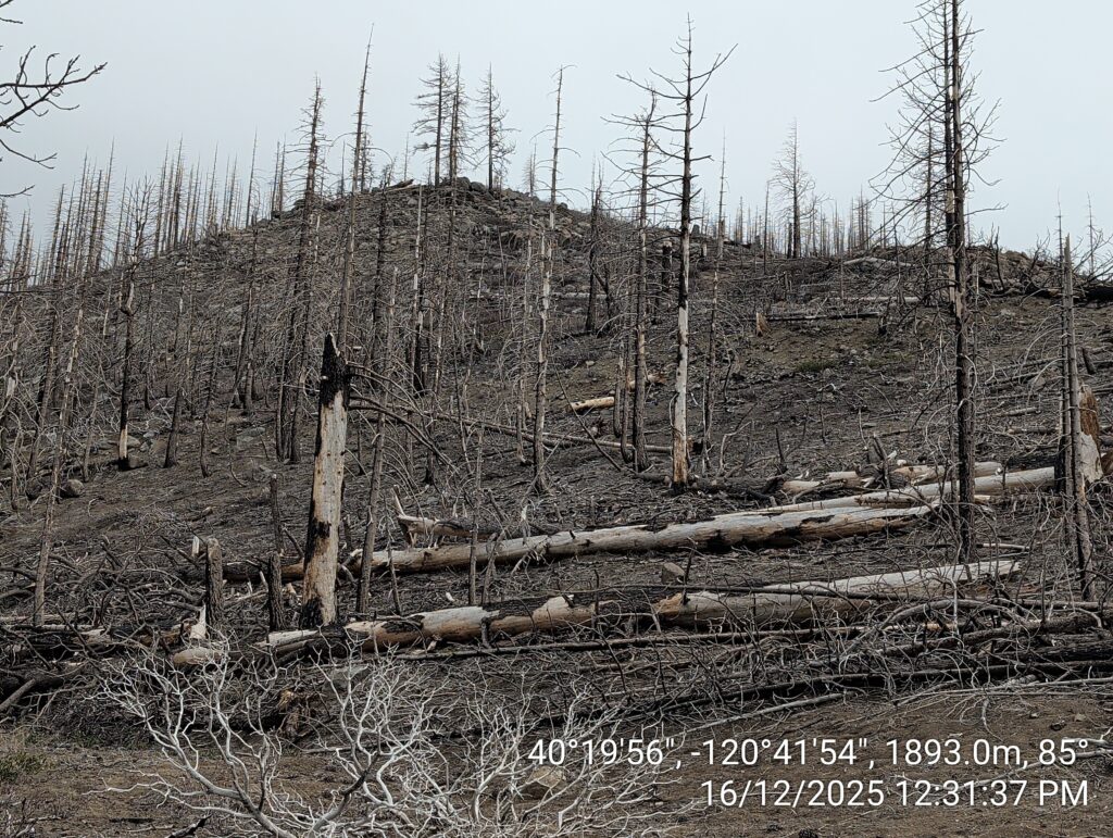 Illegal 70 + Acre Herbicide Application Photos and Evidence for the Lahontan Water Board 20 IMG 20251216 123137