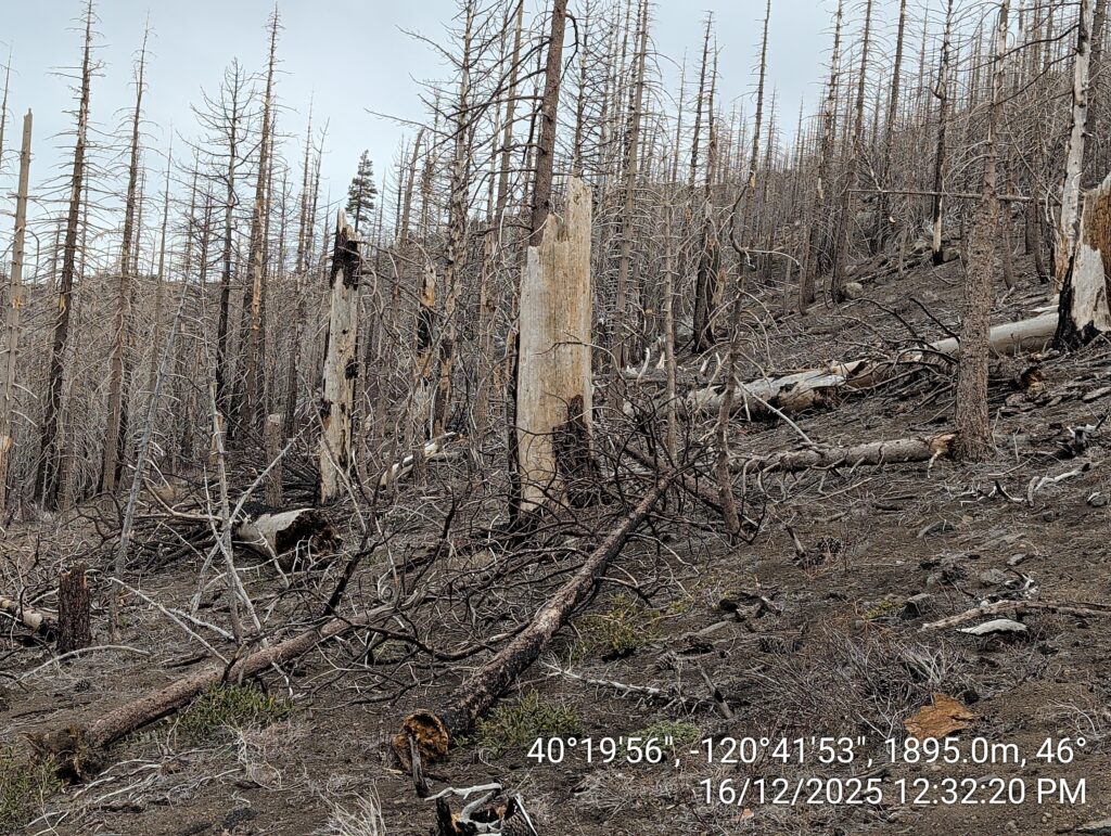 Illegal 70 + Acre Herbicide Application Photos and Evidence for the Lahontan Water Board 23 IMG 20251216 123220