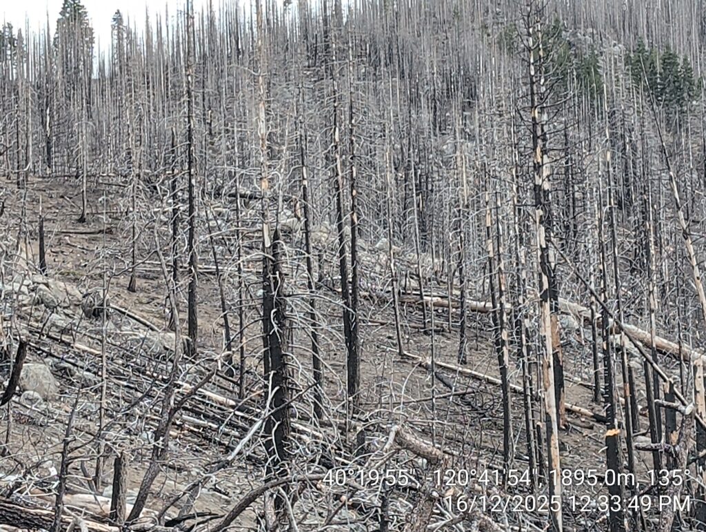 Illegal 70 + Acre Herbicide Application Photos and Evidence for the Lahontan Water Board 28 IMG 20251216 123349 copy