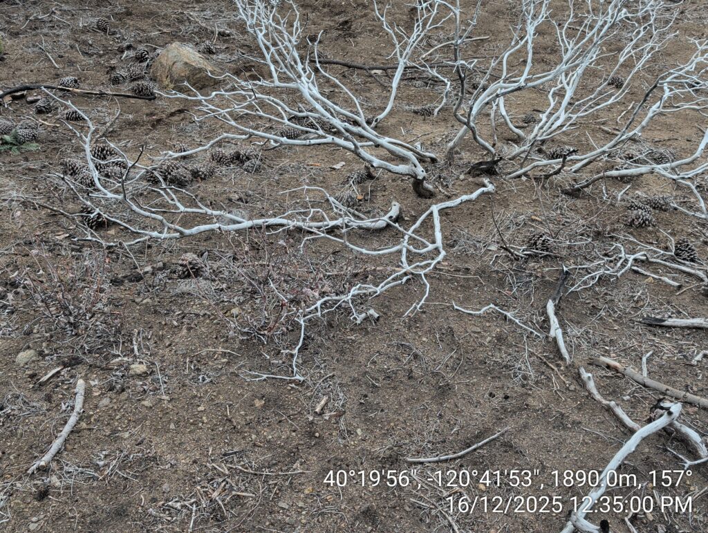 Illegal 70 + Acre Herbicide Application Photos and Evidence for the Lahontan Water Board 30 IMG 20251216 123500