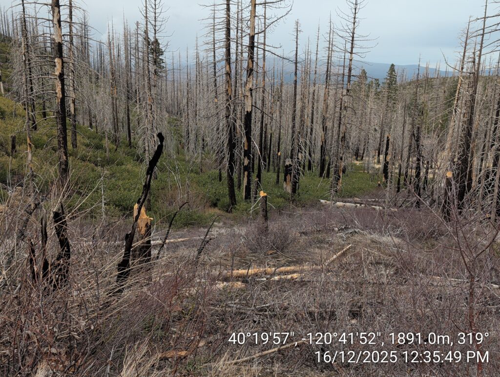 Illegal 70 + Acre Herbicide Application Photos and Evidence for the Lahontan Water Board 33 IMG 20251216 123549 copy