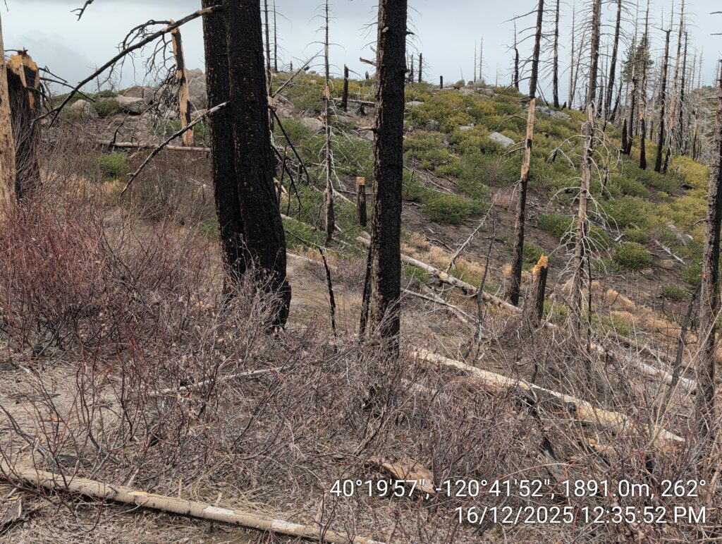 Illegal 70 + Acre Herbicide Application Photos and Evidence for the Lahontan Water Board 34 IMG 20251216 123552