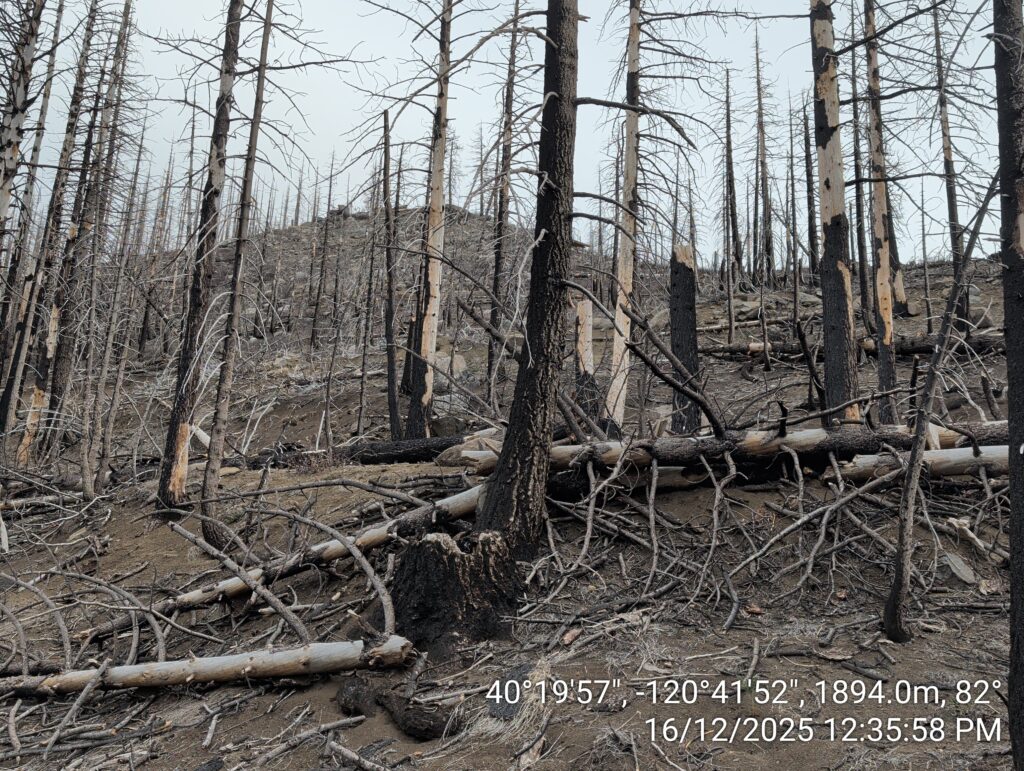 Illegal 70 + Acre Herbicide Application Photos and Evidence for the Lahontan Water Board 35 IMG 20251216 123558 copy