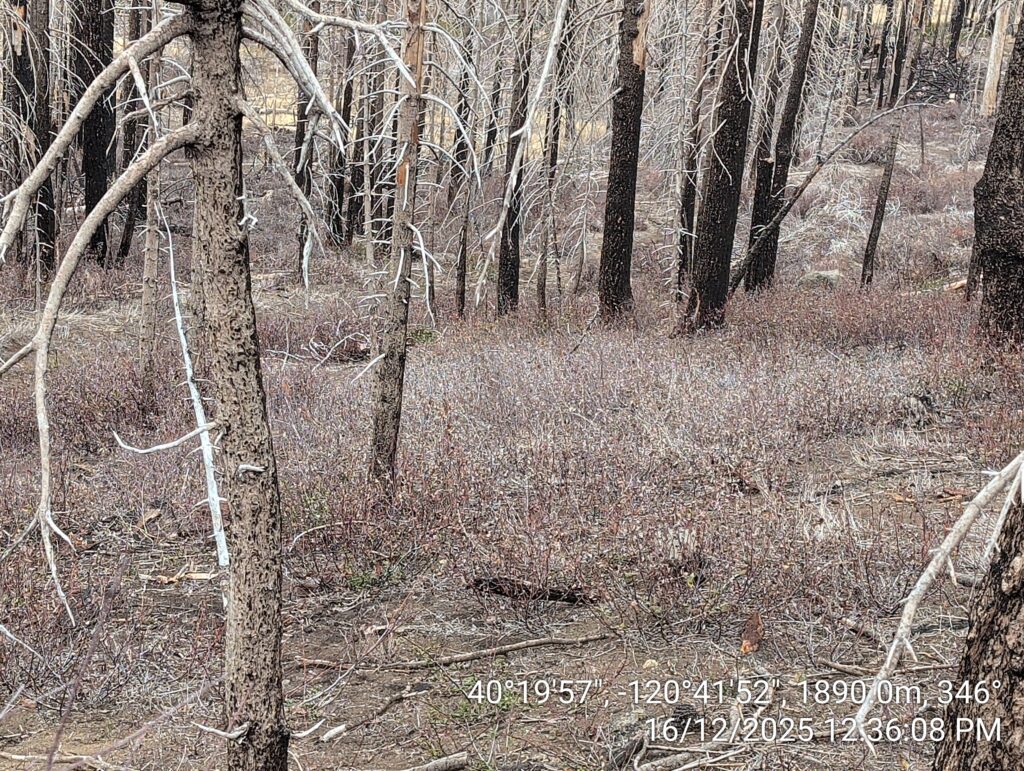 Illegal 70 + Acre Herbicide Application Photos and Evidence for the Lahontan Water Board 36 IMG 20251216 123608 copy