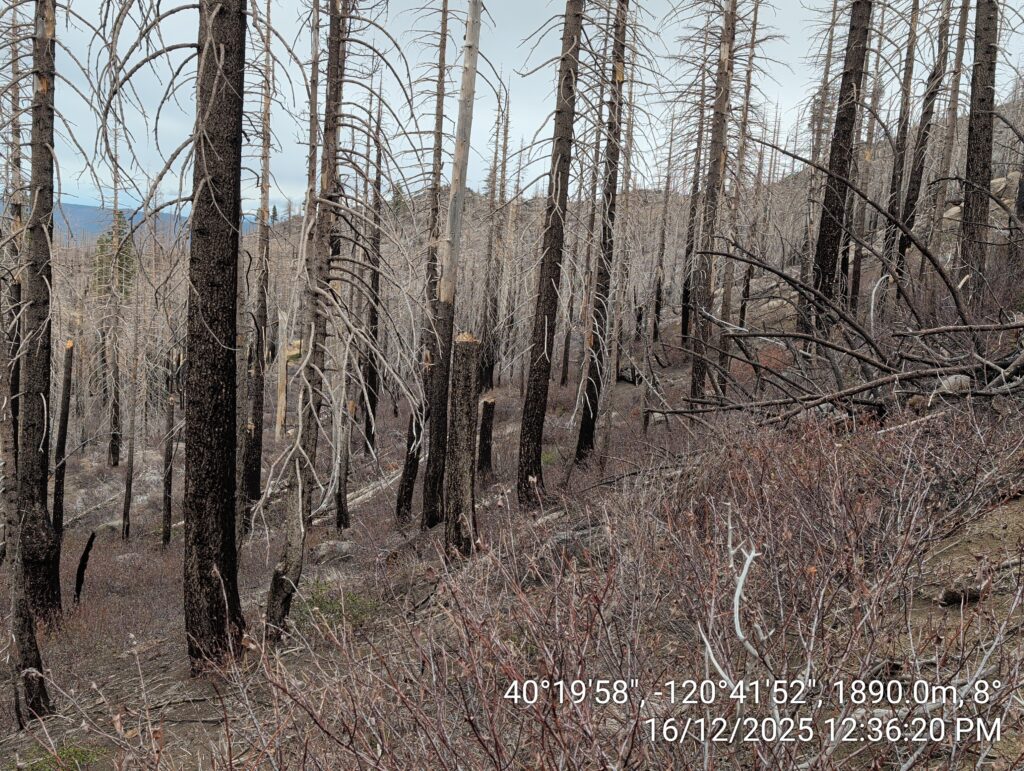 Illegal 70 + Acre Herbicide Application Photos and Evidence for the Lahontan Water Board 37 IMG 20251216 123620