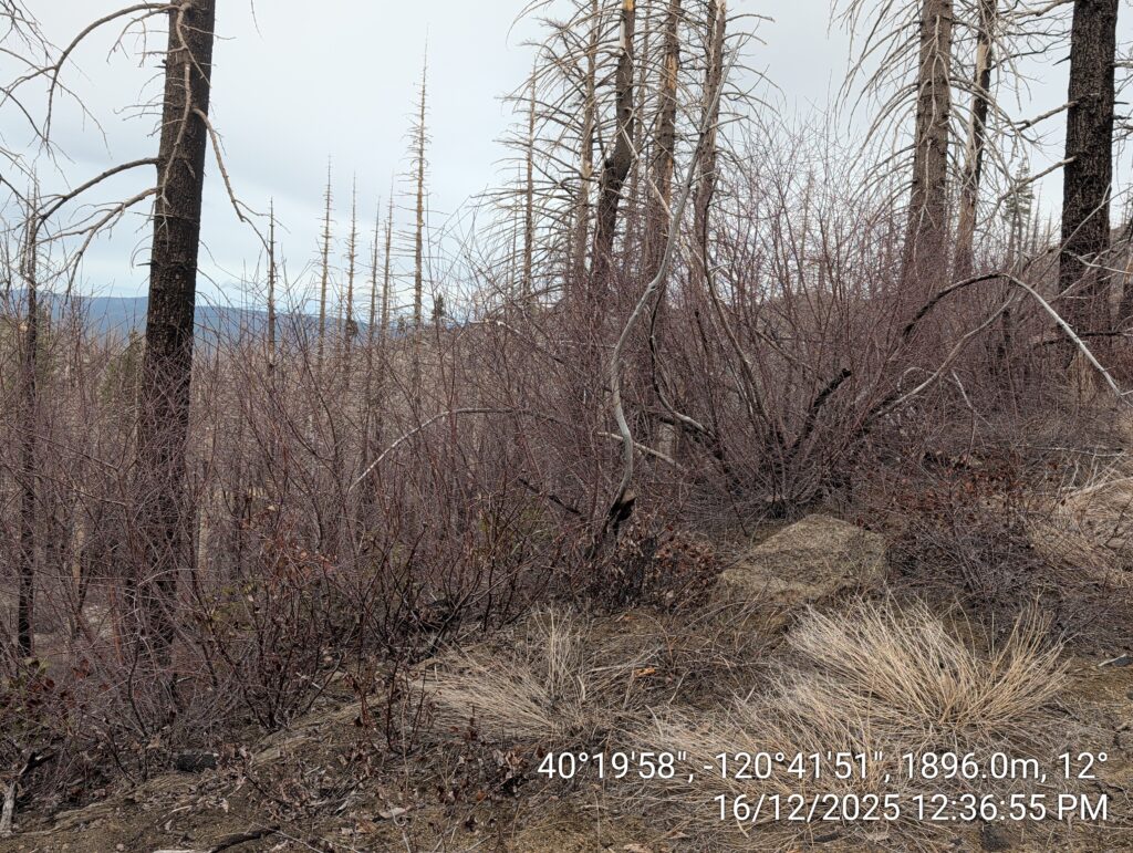 Illegal 70 + Acre Herbicide Application Photos and Evidence for the Lahontan Water Board 40 IMG 20251216 123655