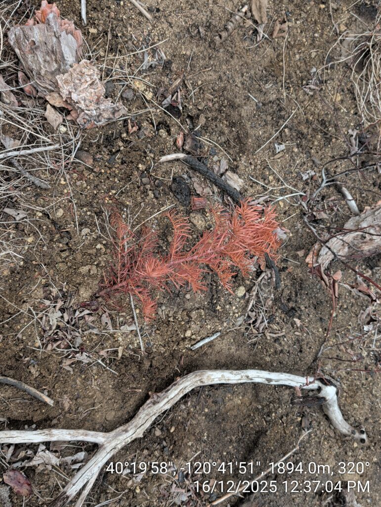 Illegal 70 + Acre Herbicide Application Photos and Evidence for the Lahontan Water Board 41 IMG 20251216 123704 copy