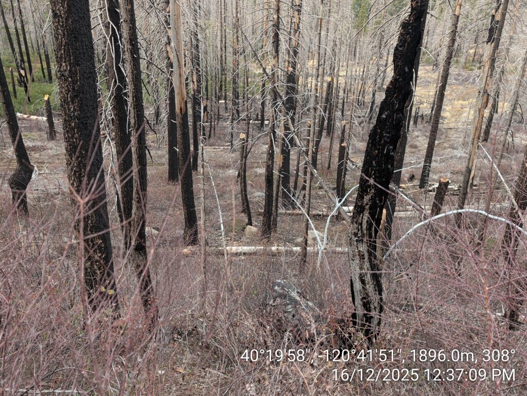 Illegal 70 + Acre Herbicide Application Photos and Evidence for the Lahontan Water Board 42 IMG 20251216 123709