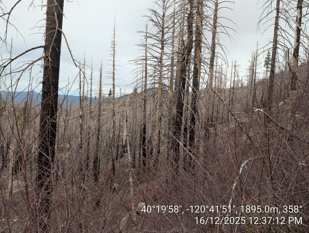 Illegal 70 + Acre Herbicide Application Photos and Evidence for the Lahontan Water Board 43 IMG 20251216 123712