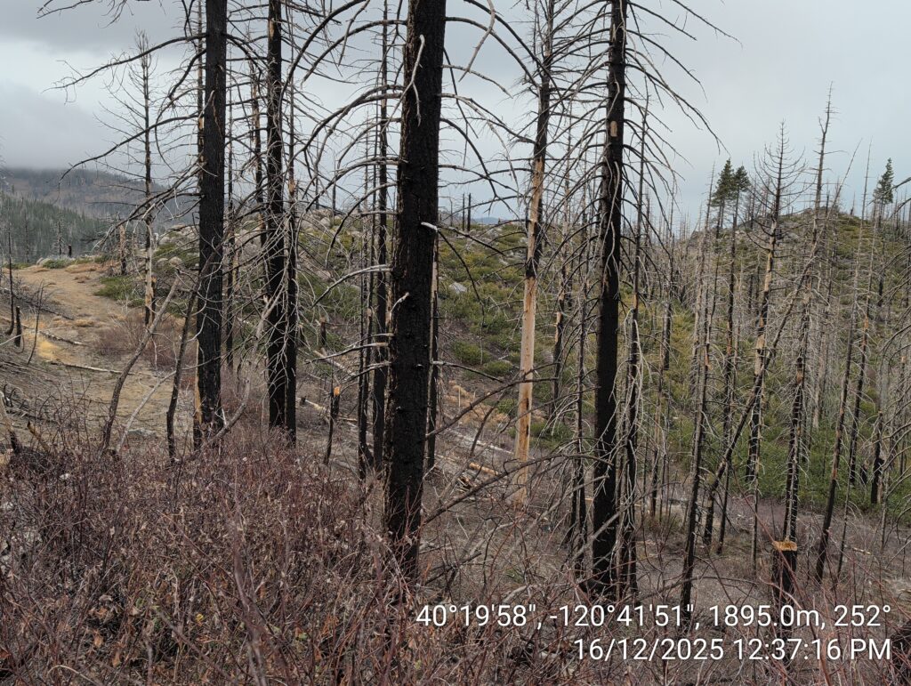 Illegal 70 + Acre Herbicide Application Photos and Evidence for the Lahontan Water Board 44 IMG 20251216 123716 copy