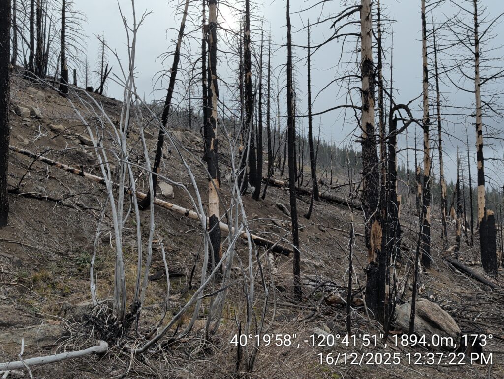 Illegal 70 + Acre Herbicide Application Photos and Evidence for the Lahontan Water Board 46 IMG 20251216 123722