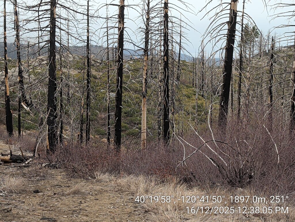 Illegal 70 + Acre Herbicide Application Photos and Evidence for the Lahontan Water Board 50 IMG 20251216 123805