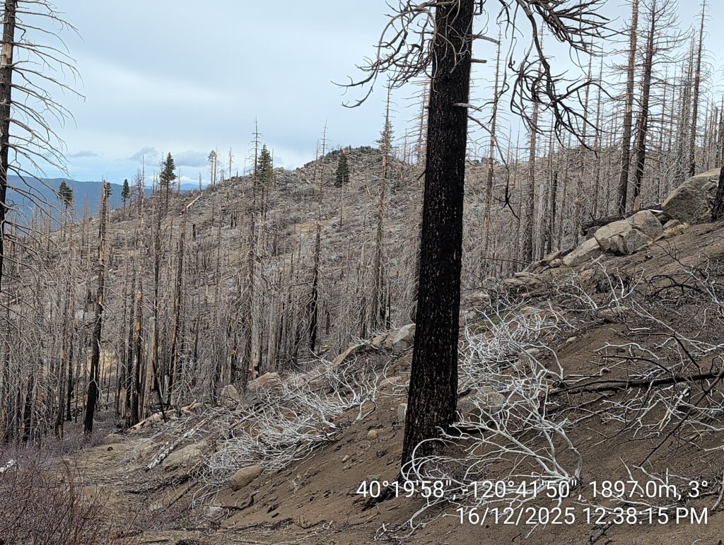 Illegal 70 + Acre Herbicide Application Photos and Evidence for the Lahontan Water Board 51 IMG 20251216 123815 copy