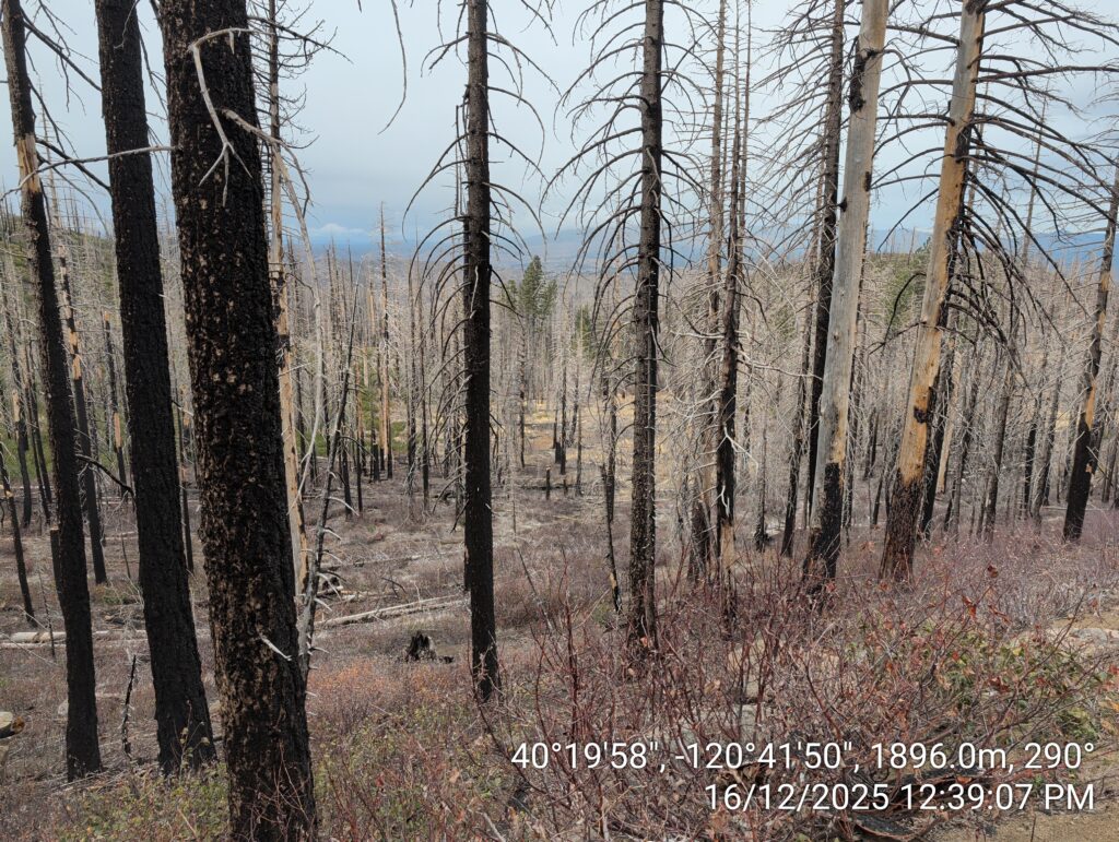 Illegal 70 + Acre Herbicide Application Photos and Evidence for the Lahontan Water Board 54 IMG 20251216 123907