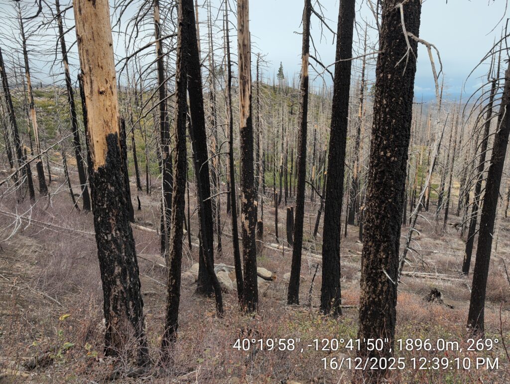 Illegal 70 + Acre Herbicide Application Photos and Evidence for the Lahontan Water Board 55 IMG 20251216 123910