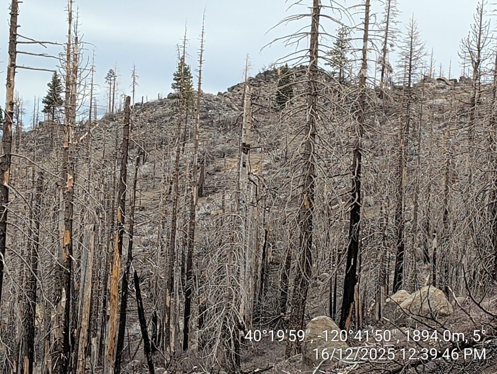 Illegal 70 + Acre Herbicide Application Photos and Evidence for the Lahontan Water Board 59 IMG 20251216 123946 copy