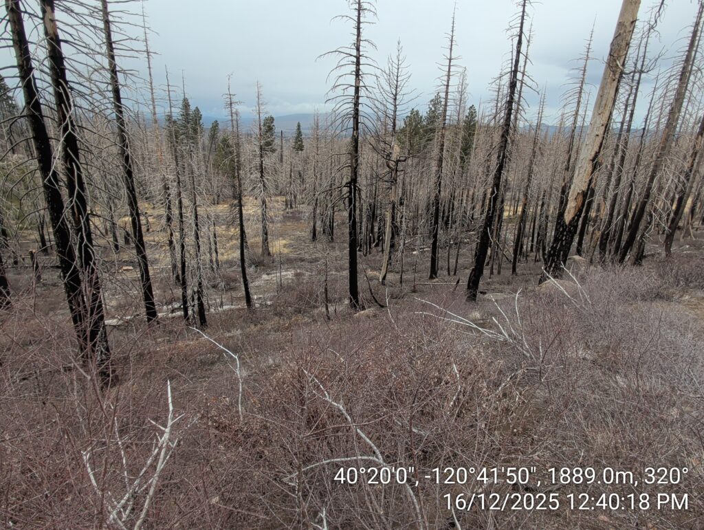 Illegal 70 + Acre Herbicide Application Photos and Evidence for the Lahontan Water Board 63 IMG 20251216 124018 copy