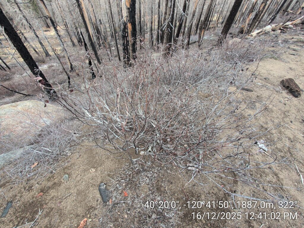 Illegal 70 + Acre Herbicide Application Photos and Evidence for the Lahontan Water Board 70 IMG 20251216 124102 copy