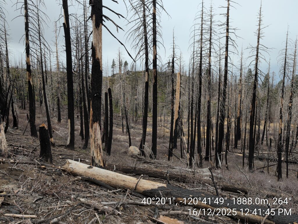 Illegal 70 + Acre Herbicide Application Photos and Evidence for the Lahontan Water Board 73 IMG 20251216 124145
