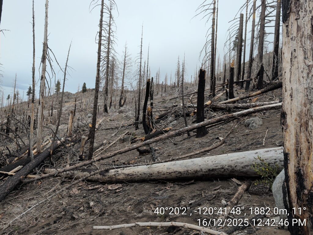 Illegal 70 + Acre Herbicide Application Photos and Evidence for the Lahontan Water Board 78 IMG 20251216 124246 copy