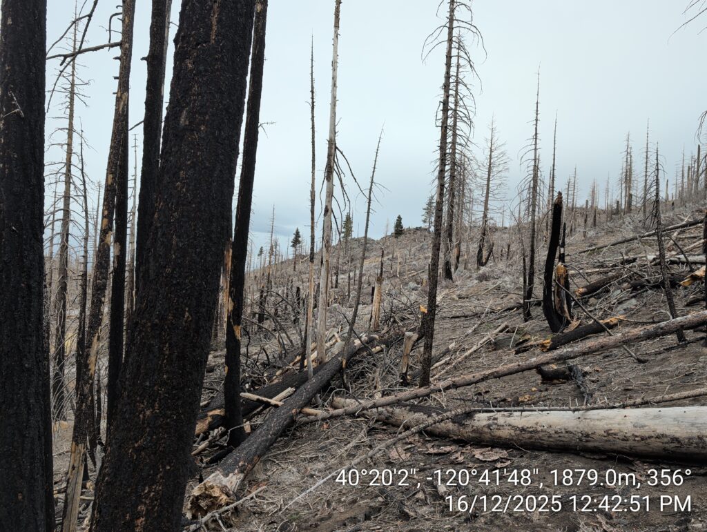 Illegal 70 + Acre Herbicide Application Photos and Evidence for the Lahontan Water Board 79 IMG 20251216 124251