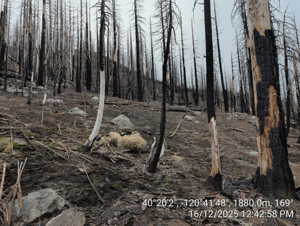 Illegal 70 + Acre Herbicide Application Photos and Evidence for the Lahontan Water Board 80 IMG 20251216 124258