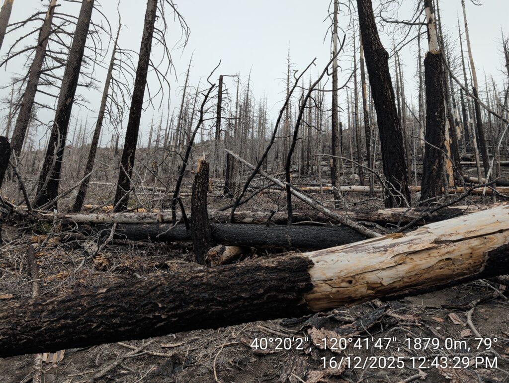 Illegal 70 + Acre Herbicide Application Photos and Evidence for the Lahontan Water Board 81 IMG 20251216 124329