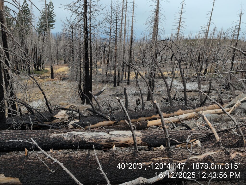 Illegal 70 + Acre Herbicide Application Photos and Evidence for the Lahontan Water Board 82 IMG 20251216 124356