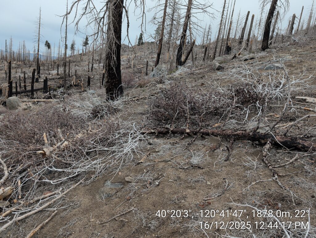 Illegal 70 + Acre Herbicide Application Photos and Evidence for the Lahontan Water Board 83 IMG 20251216 124417