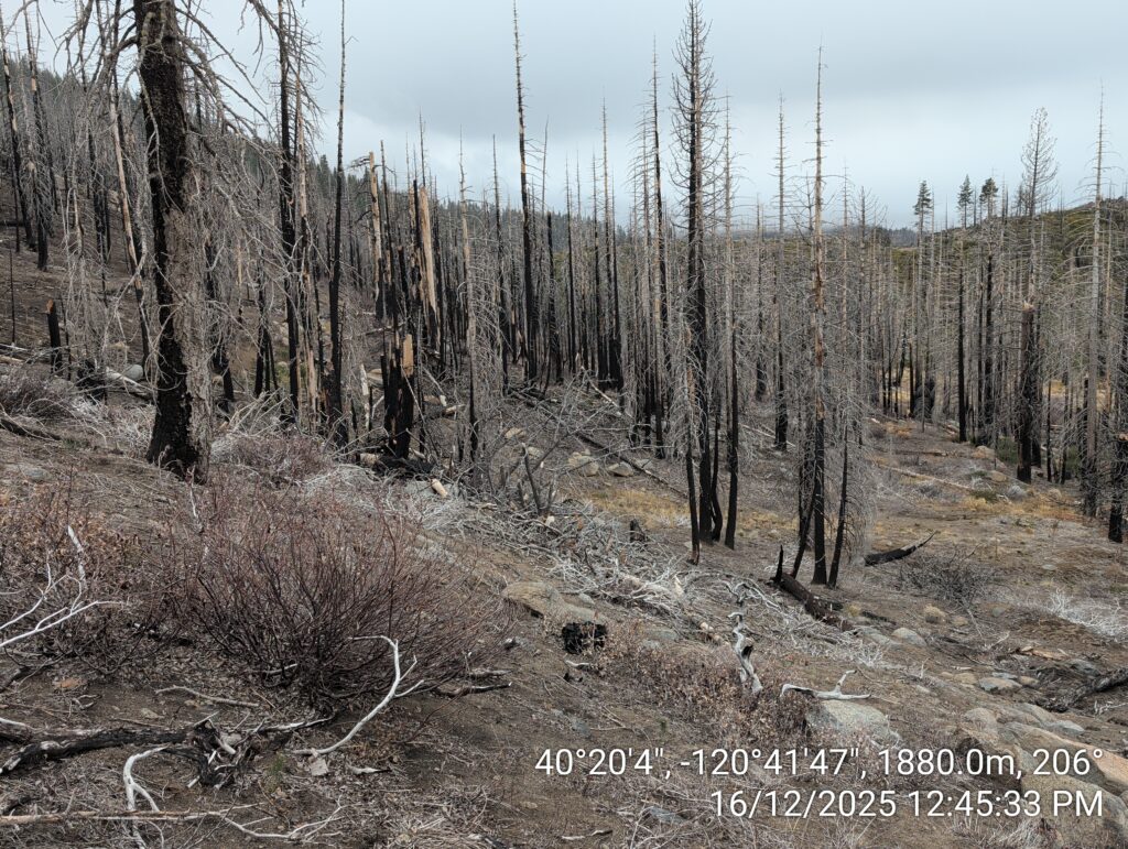 Illegal 70 + Acre Herbicide Application Photos and Evidence for the Lahontan Water Board 91 IMG 20251216 124533