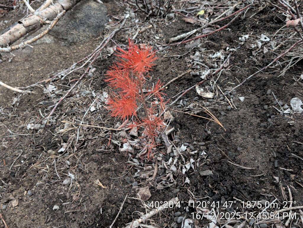 Illegal 70 + Acre Herbicide Application Photos and Evidence for the Lahontan Water Board 92 IMG 20251216 124554 copy