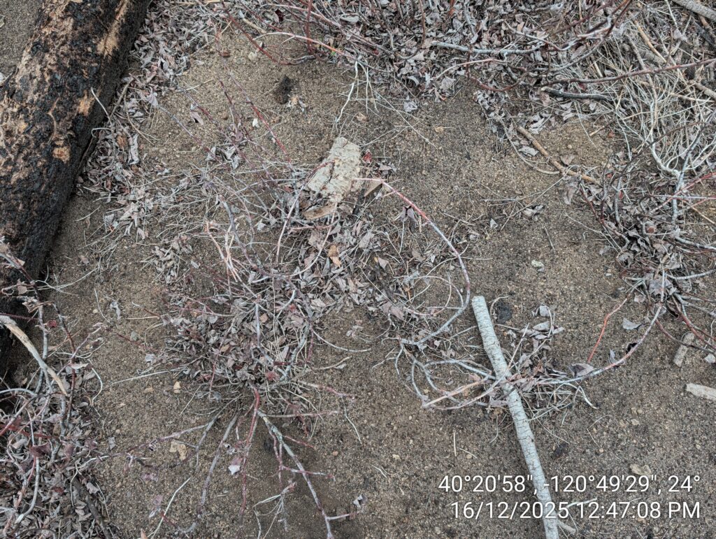 Illegal 70 + Acre Herbicide Application Photos and Evidence for the Lahontan Water Board 95 IMG 20251216 124708