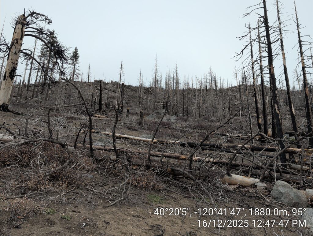 Illegal 70 + Acre Herbicide Application Photos and Evidence for the Lahontan Water Board 98 IMG 20251216 124747