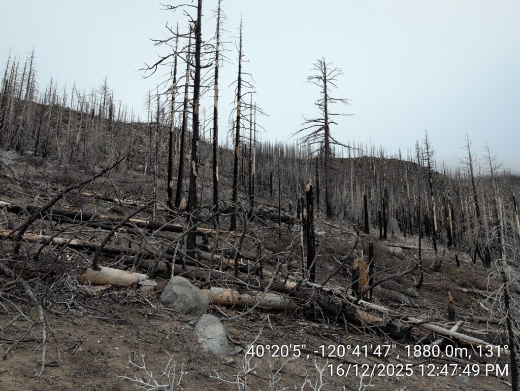 Illegal 70 + Acre Herbicide Application Photos and Evidence for the Lahontan Water Board 99 IMG 20251216 124749
