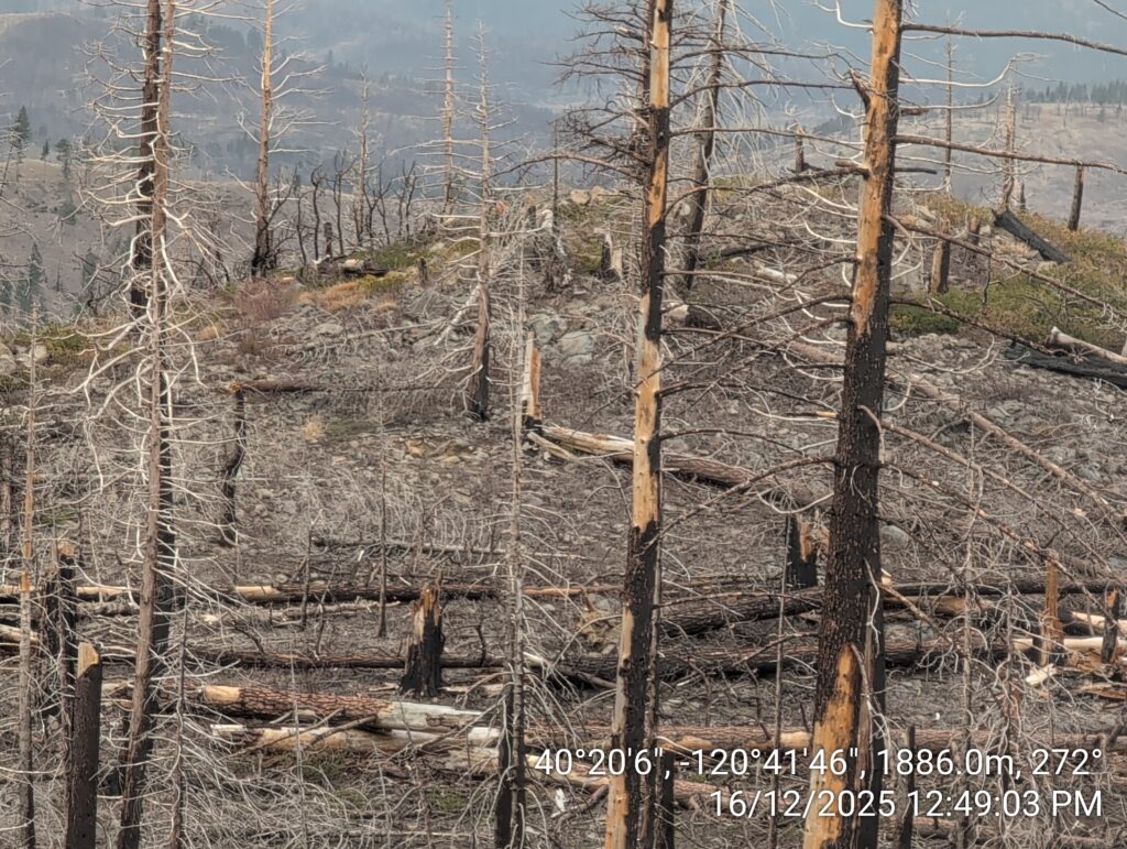 Illegal 70 + Acre Herbicide Application Photos and Evidence for the Lahontan Water Board 103 IMG 20251216 124903