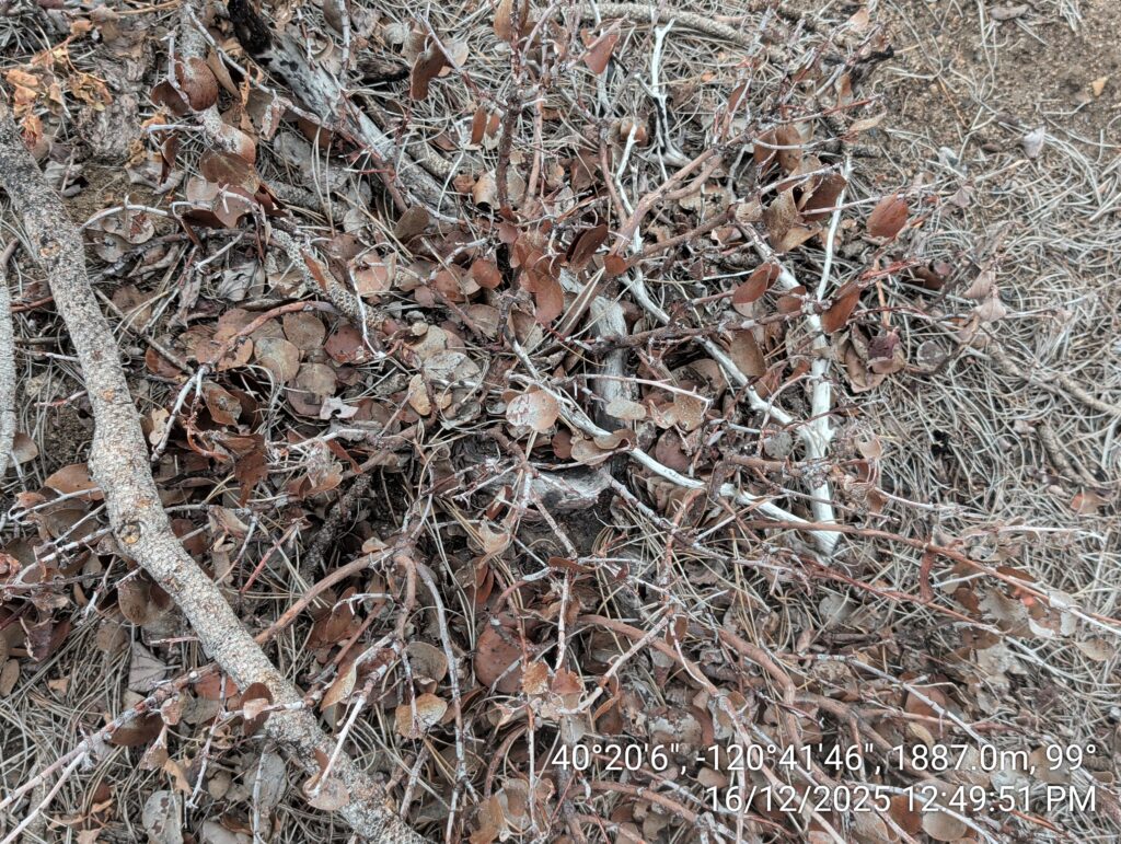 Illegal 70 + Acre Herbicide Application Photos and Evidence for the Lahontan Water Board 106 IMG 20251216 124951