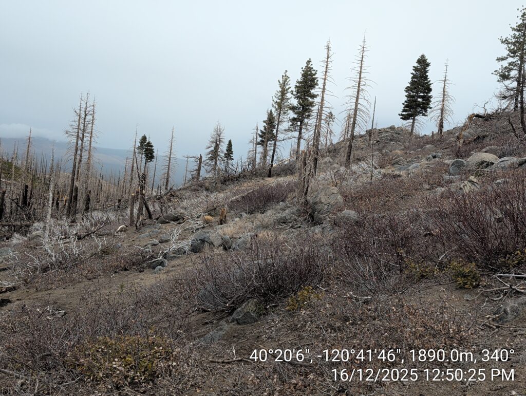 Illegal 70 + Acre Herbicide Application Photos and Evidence for the Lahontan Water Board 109 IMG 20251216 125025