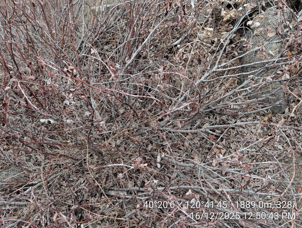 Illegal 70 + Acre Herbicide Application Photos and Evidence for the Lahontan Water Board 111 IMG 20251216 125043