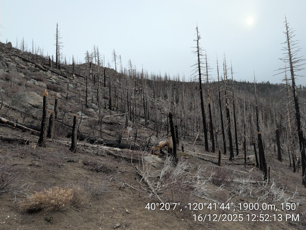 Illegal 70 + Acre Herbicide Application Photos and Evidence for the Lahontan Water Board 113 IMG 20251216 125213