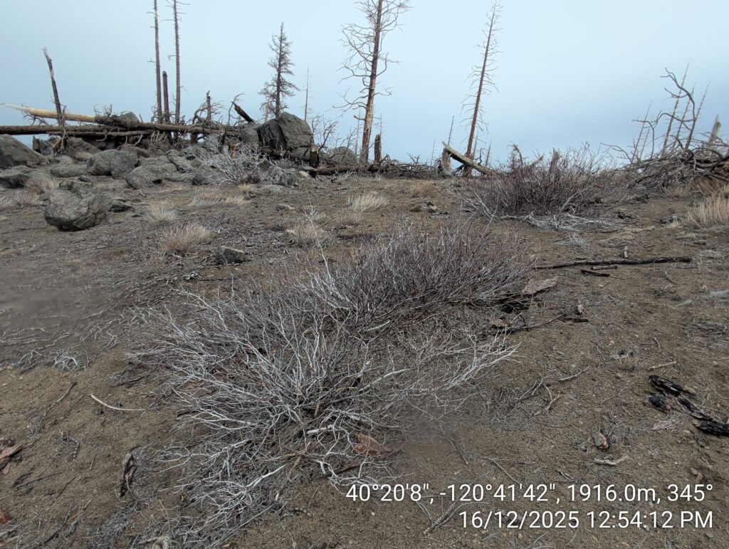 Illegal 70 + Acre Herbicide Application Photos and Evidence for the Lahontan Water Board 120 IMG 20251216 125412