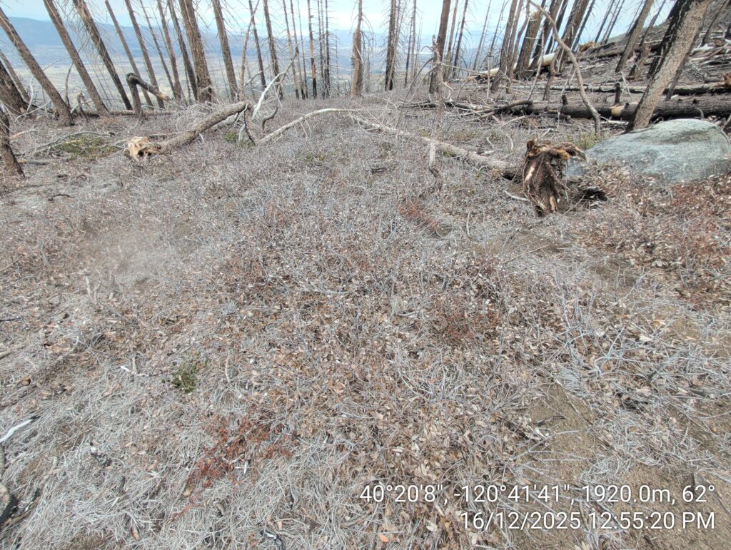 Illegal 70 + Acre Herbicide Application Photos and Evidence for the Lahontan Water Board 123 IMG 20251216 125520