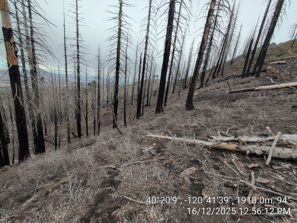 Illegal 70 + Acre Herbicide Application Photos and Evidence for the Lahontan Water Board 125 IMG 20251216 125612