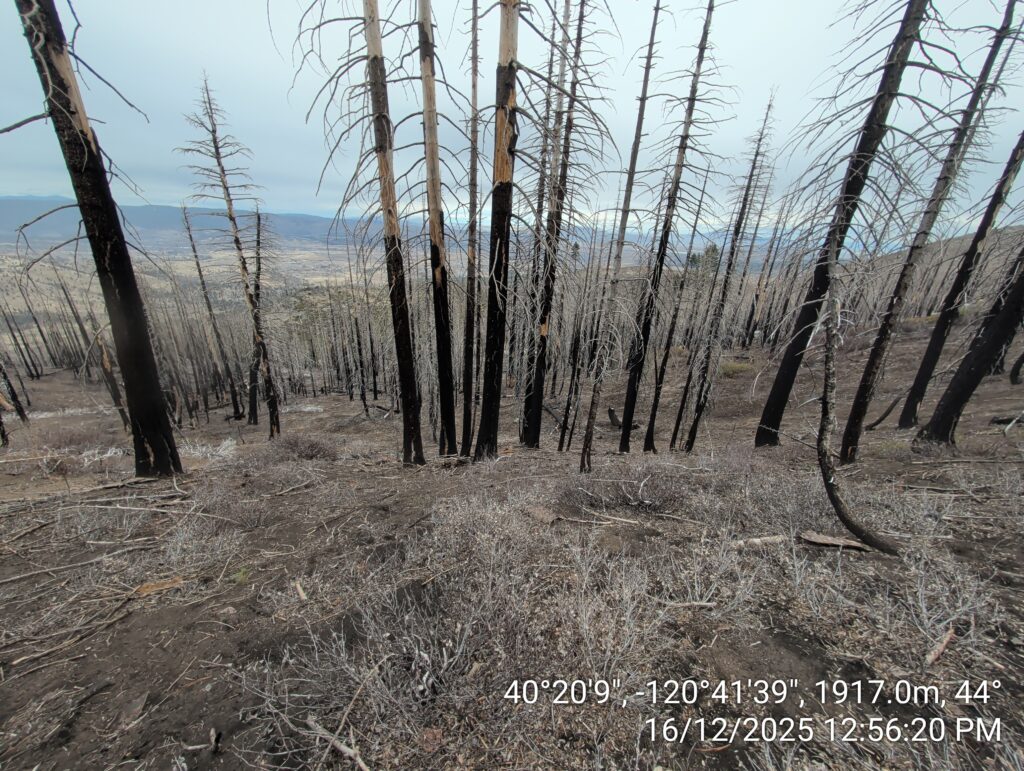 Illegal 70 + Acre Herbicide Application Photos and Evidence for the Lahontan Water Board 126 IMG 20251216 125620