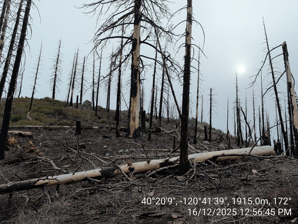 Illegal 70 + Acre Herbicide Application Photos and Evidence for the Lahontan Water Board 127 IMG 20251216 125645