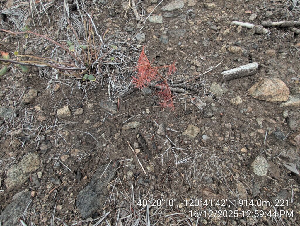 Illegal 70 + Acre Herbicide Application Photos and Evidence for the Lahontan Water Board 129 IMG 20251216 125944